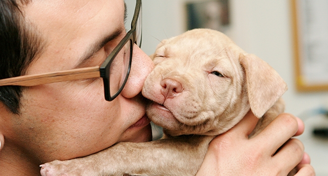 Dog and person holding