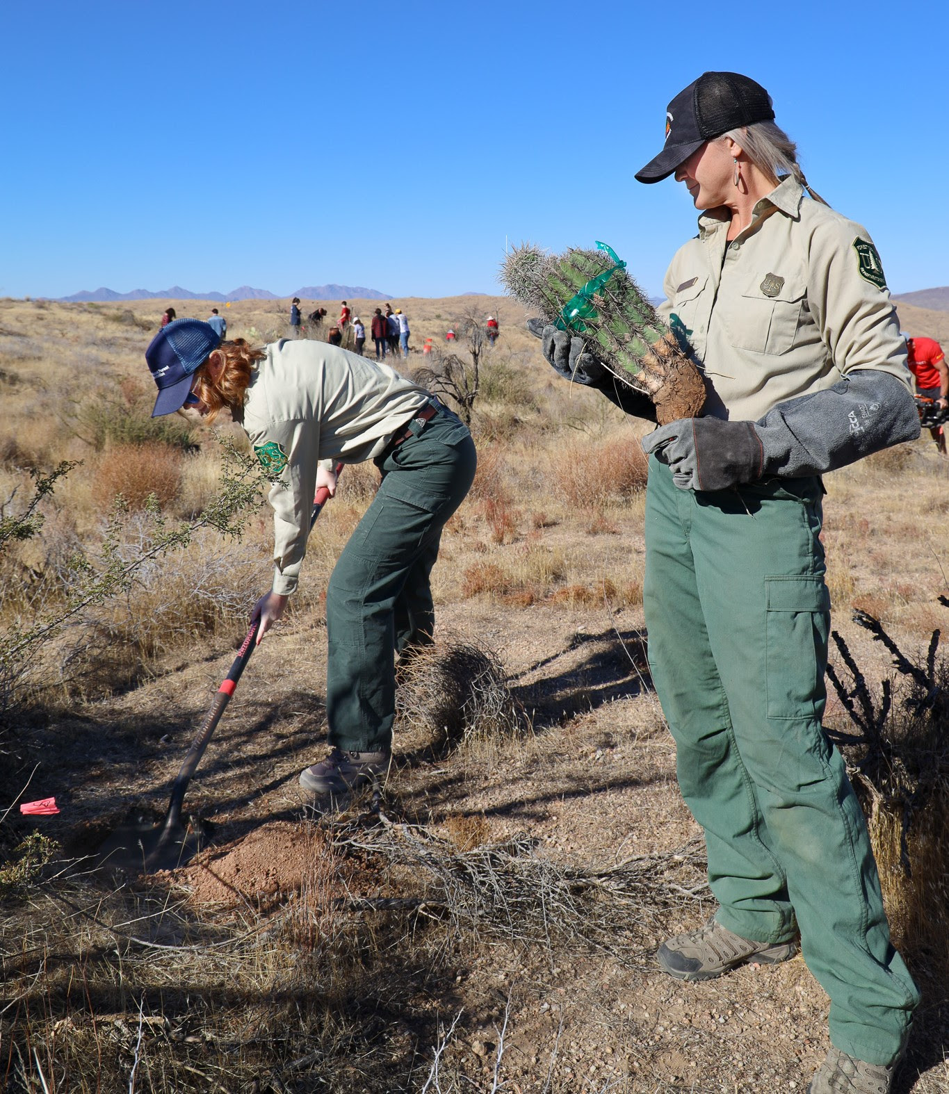 A photo of Saguaro Cactus being planted on the Bush fire burn scar on November 18 2024