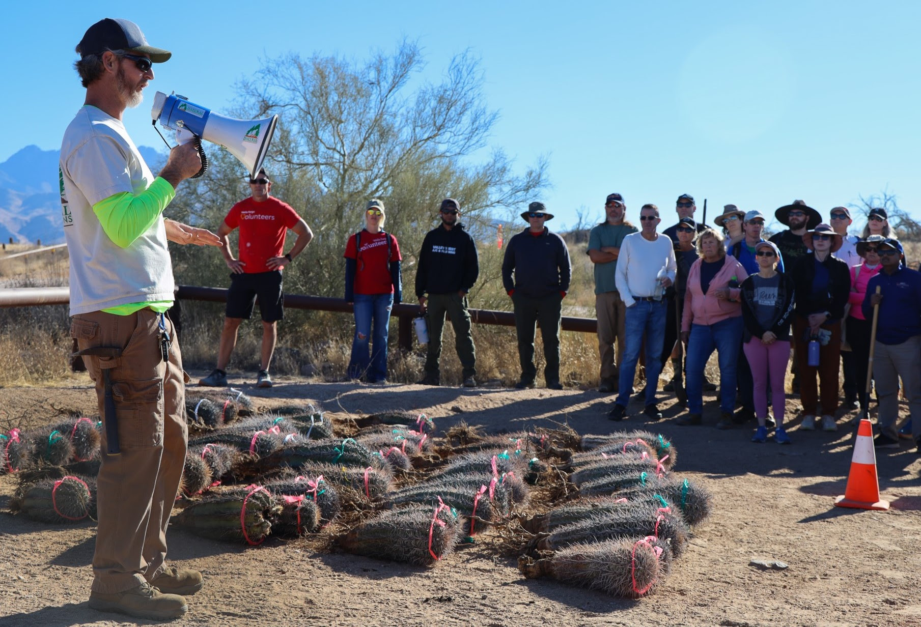 A photo of Saguaro Cactus being prepared for planting on on the Bush fire burn scar November 18 2024