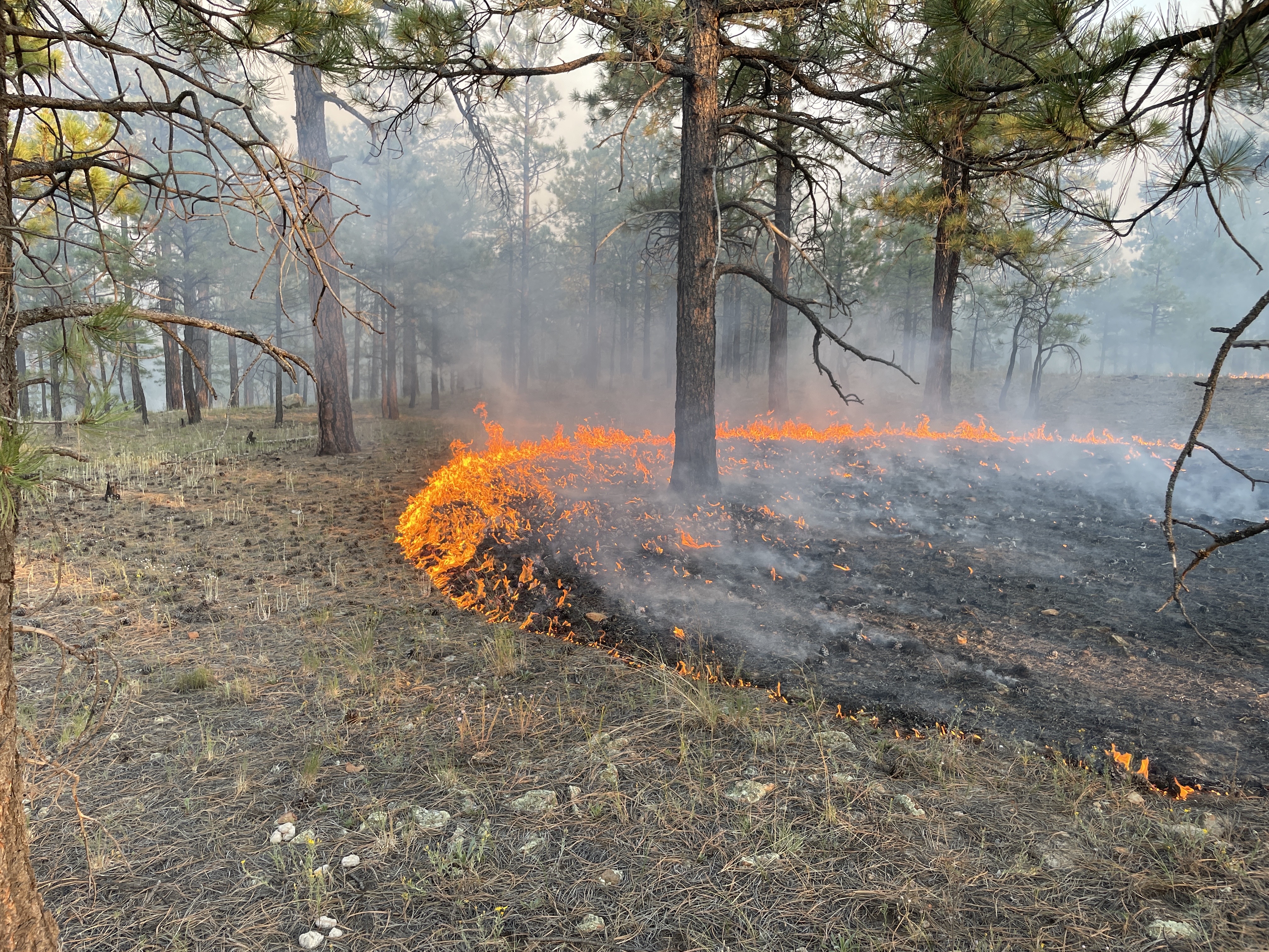 Fire burning on the ground in the forest