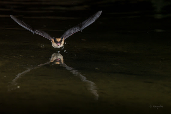 Bat with wings spread open 