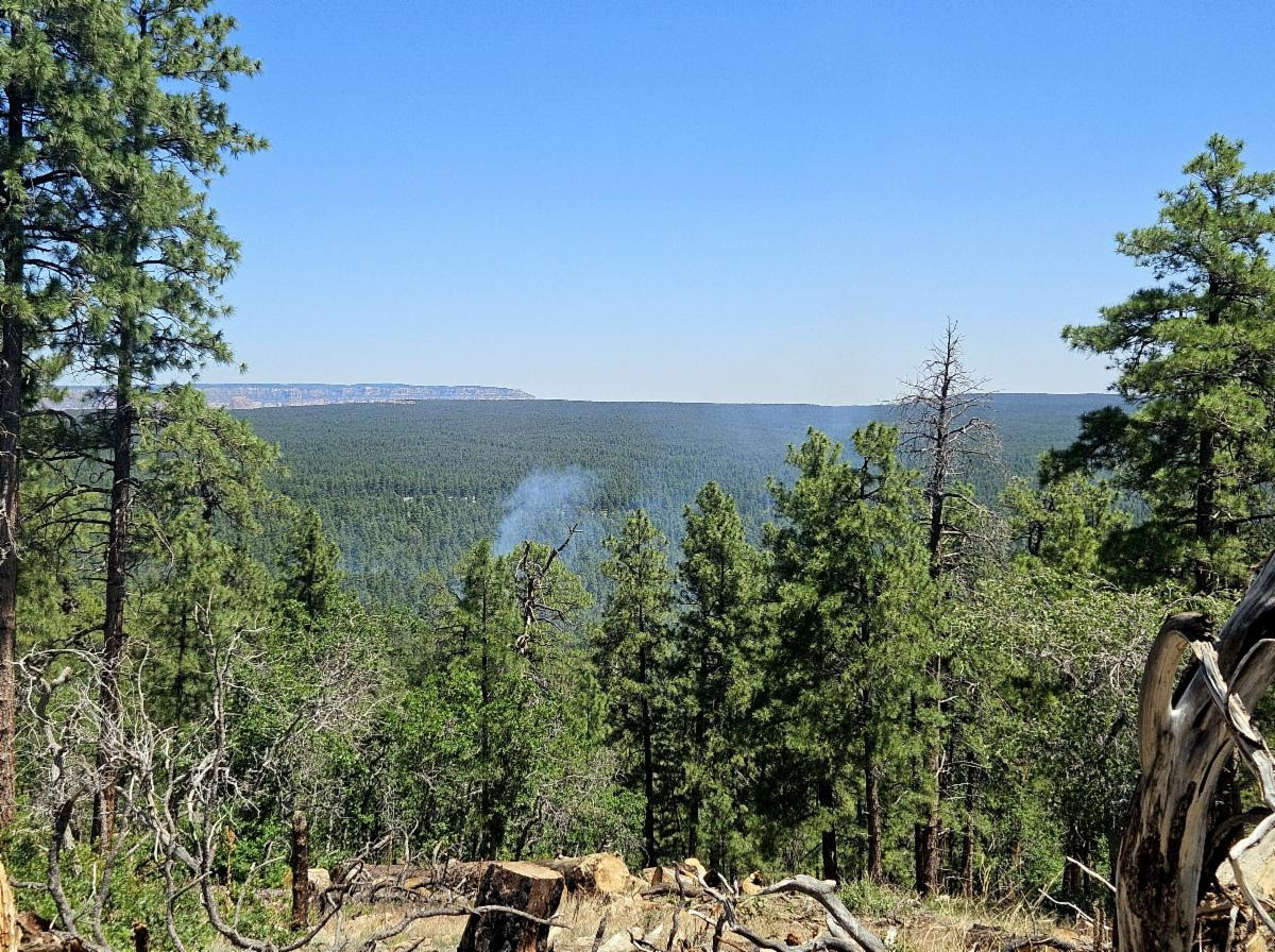 Photo of trees with smoke in the distance