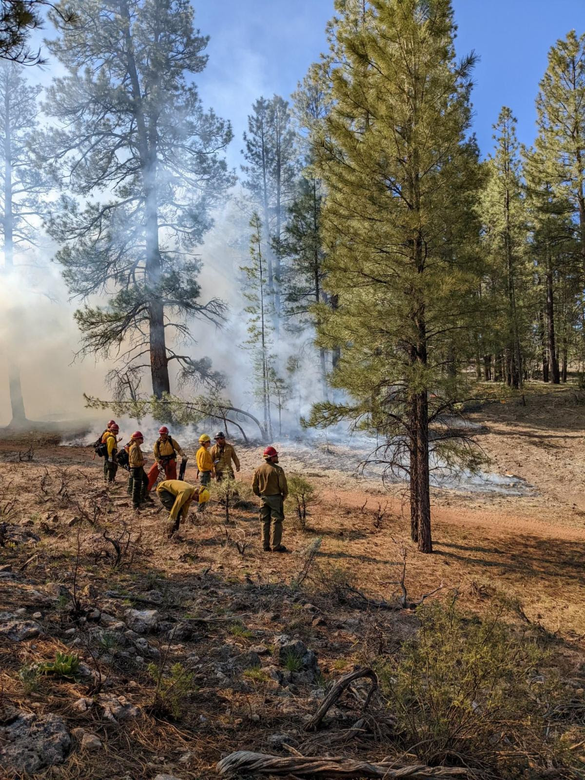 Fire crews in the Kaibab NF guiding ground fire down the line