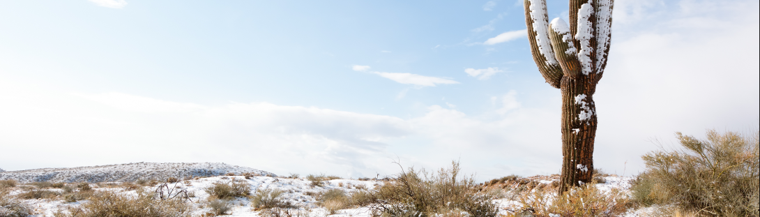 Snow covered desert and saguaro cactus.